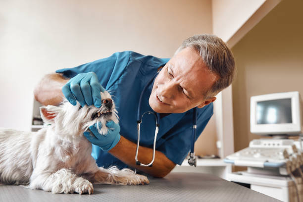 Best Broken or Cracked Tooth Emergency Dentist in Sherrill, NY